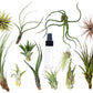 Tillandsia Air Plant Variety Pack w/ Spray Bottle