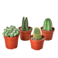 4 Cacti Variety Pack - 4.0" Pot