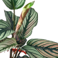 Calathea 'White Star'