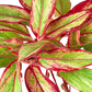 Chinese Evergreen 'Red Siam'