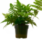 'Autumn' Fern - 6" Pot - NURSERY POT ONLY