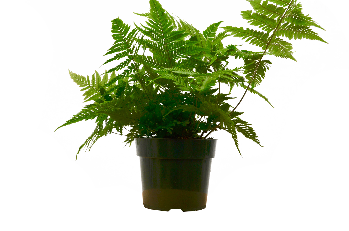 'Autumn' Fern - 6" Pot - NURSERY POT ONLY