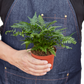 'Korean Rock' Fern