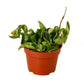 Hoya Rope Plant - 4" Pot - NURSERY POT ONLY