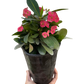 Crown of Thorns