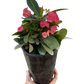 Crown of Thorns