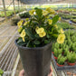 Crown of Thorns