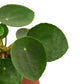 Pilea Peperomioides 'Chinese Money' - 6" Pot - NURSERY POT ONLY