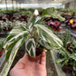 Calathea 'White Fusion'
