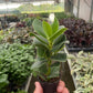 Clusia 'Princess' (Autograph Plant)