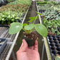 Pilea Peperomioides 'Chinese Money'