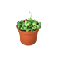Succulent 'String of Pearls'