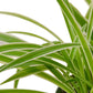 Spider Plant Reverse