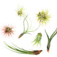 7 Air Plant Variety Pack - Tillandsias