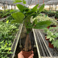 Money Tree 'Guiana Chestnut' Pachira Braid