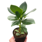 Clusia 'Princess' (Autograph Plant)