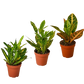 3 Croton Variety Pack / 4" Pot / Live Plant / House Plant