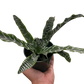 Cryptanthus 'Betty'