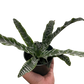 Cryptanthus 'Betty'
