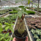 Money Tree 'Guiana Chestnut' Pachira Stump