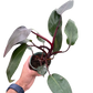 Philodendron 'Burgundy Princess' (Reverted Pink Princess) - B-Grade