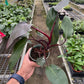 Philodendron 'Burgundy Princess' (Reverted Pink Princess) - B-Grade
