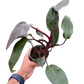 Philodendron 'Burgundy Princess' (Reverted Pink Princess) - B-Grade
