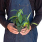 Pothos 'Cebu Blue'