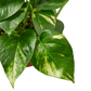 Pothos 'Golden'