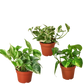 3 Pothos Variety Pack / 4" Pot / Live Plant / Home and Garden Plants
