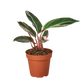 Stromanthe Triostar - 4" Pot - NURSERY POT ONLY