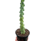 Boobie Cactus