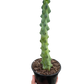 Boobie Cactus