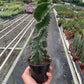 Cereus forbesii 'Spiralis'