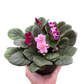 African Violet