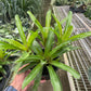 Bromeliad 'Fireball'