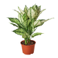 Chinese Evergreen 'First Diamond'