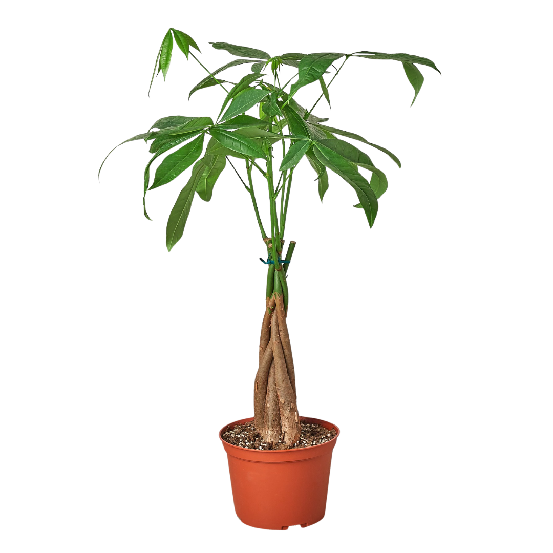 Money Tree 'Guiana Chestnut' Pachira Braid - 6" Pot - NURSERY POT ONLY