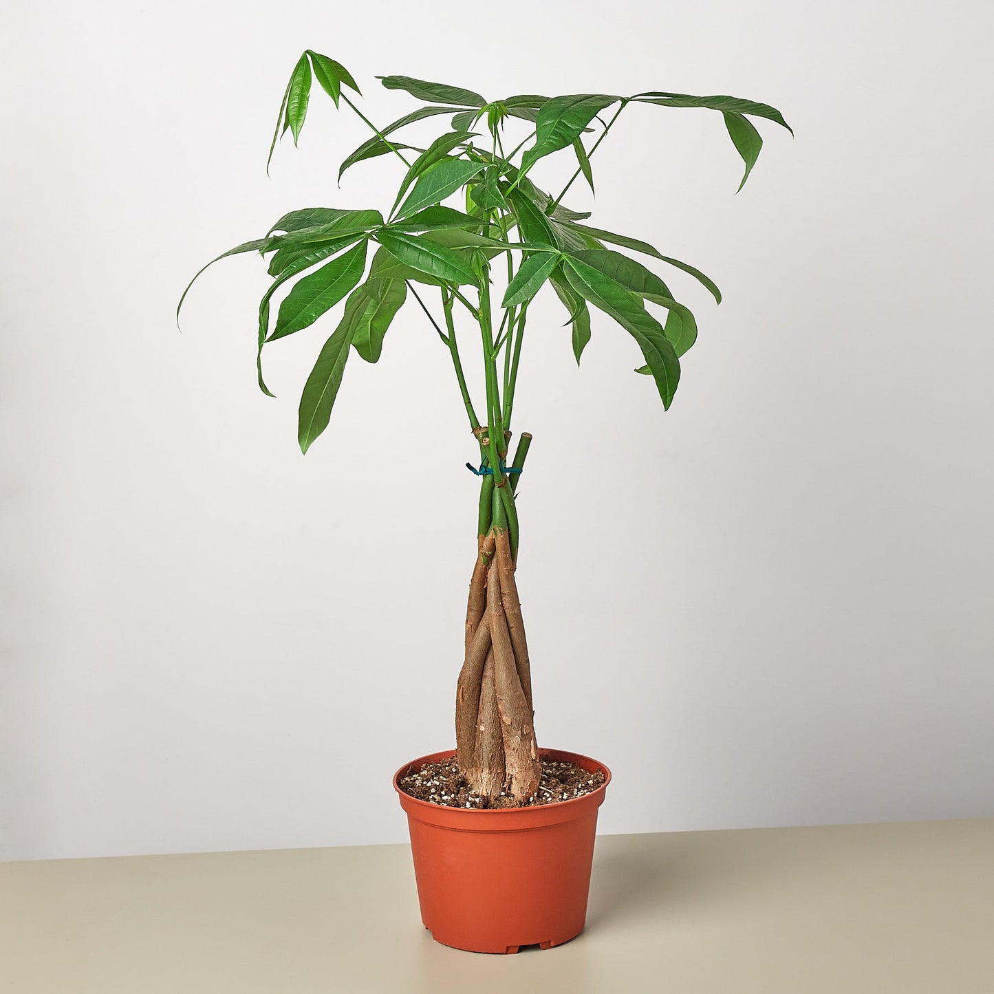 Money Tree 'Guiana Chestnut' Pachira Braid - 6" Pot - NURSERY POT ONLY