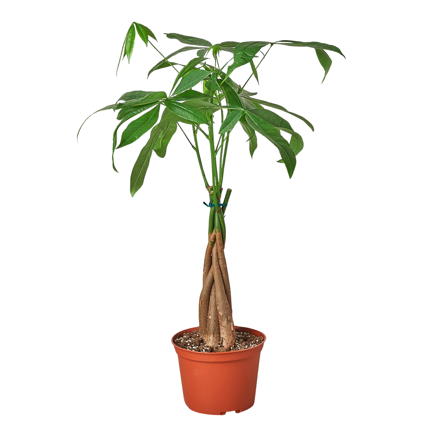 Money Tree 'Guiana Chestnut' Pachira Braid - 6" Pot - NURSERY POT ONLY