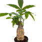 Money Tree 'Guiana Chestnut' Pachira Stump