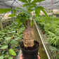 Money Tree 'Guiana Chestnut' Pachira Stump