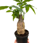 Money Tree 'Guiana Chestnut' Pachira Stump