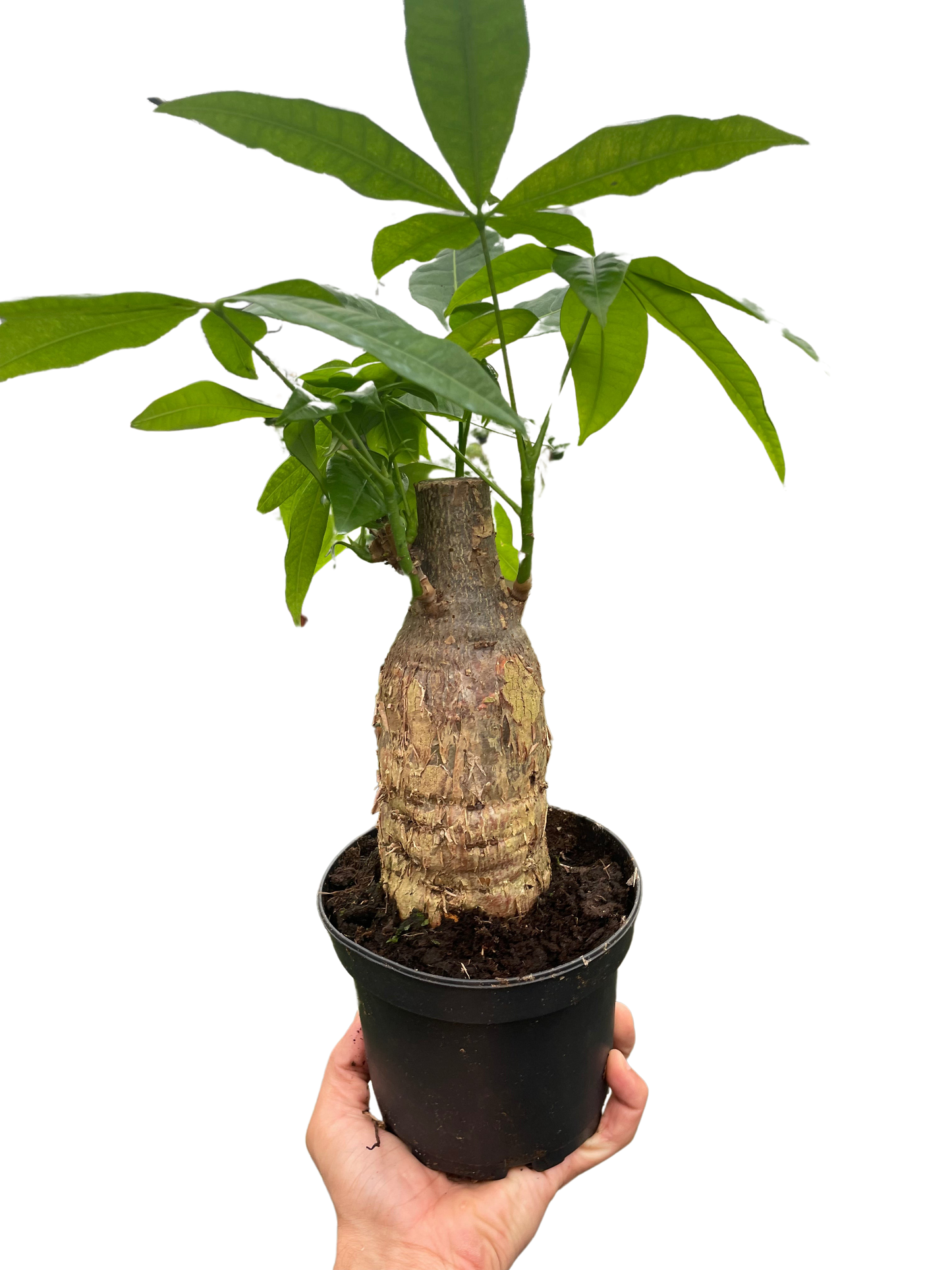 Money Tree 'Guiana Chestnut' Pachira Stump