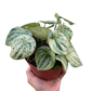 Peperomia 'Watermelon Variegated'