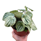 Peperomia 'Watermelon Variegated'