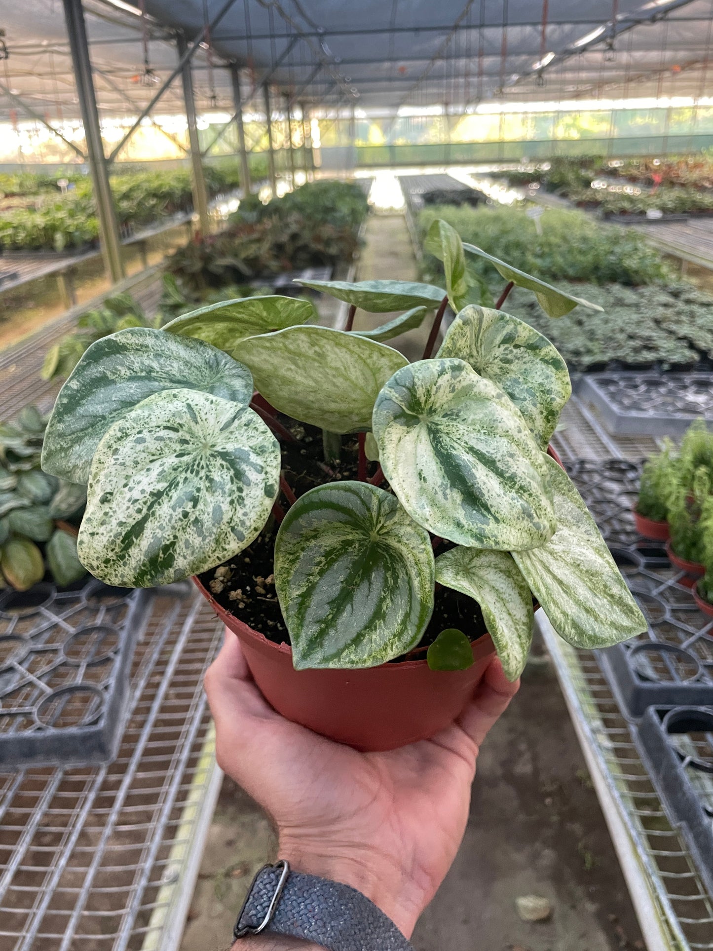 Peperomia 'Watermelon Variegated'