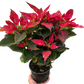 Poinsettia 'Red Glitter'