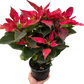 Poinsettia 'Red Glitter'