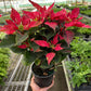 Poinsettia 'Red Glitter'